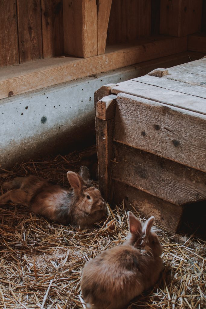 Rabbits