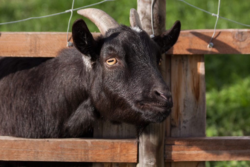 Goat in Fence